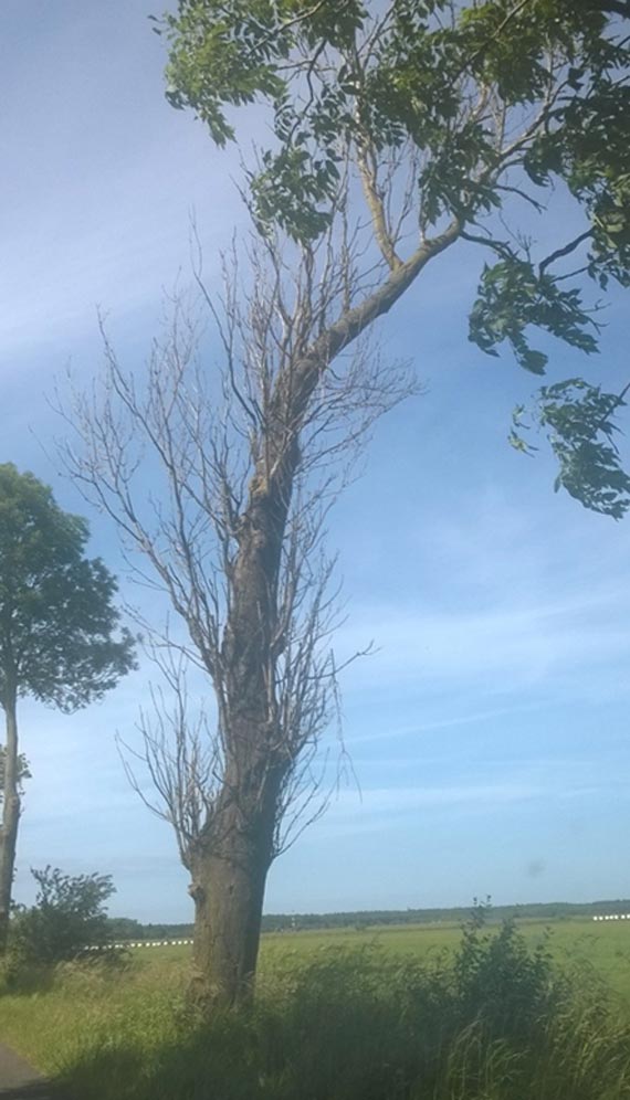 Suche drzewa czyhają na kierowców przy drodze Gostyń - Pobierowo