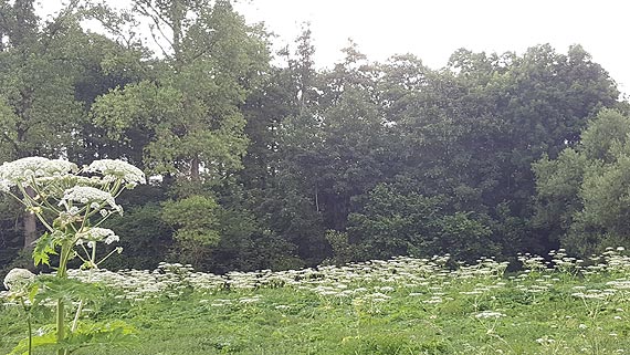 miertelnie niebezpieczny Barszcz Sosnowskiego w Niemicy!