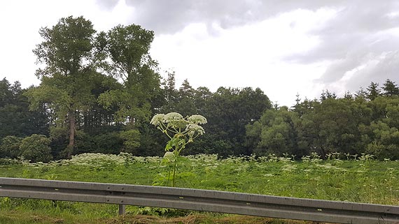 Barszcz Sosnowskiego znika z Niemicy. Gmina Golczewo nakazaa go usun