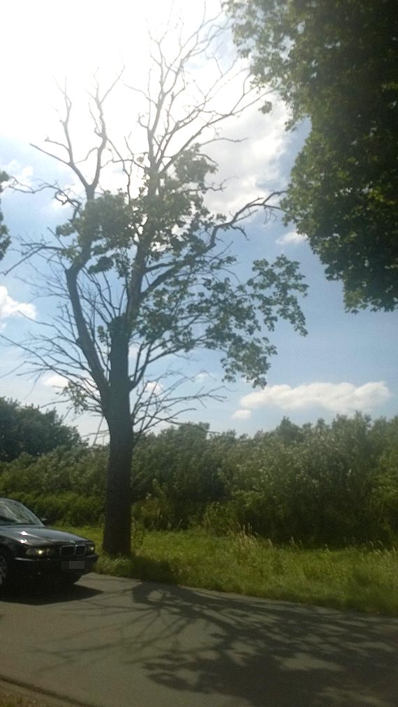 Plaga starych drzew przy drogach w powiecie kamieskim. Tym razem na drodze Wolin - Unin