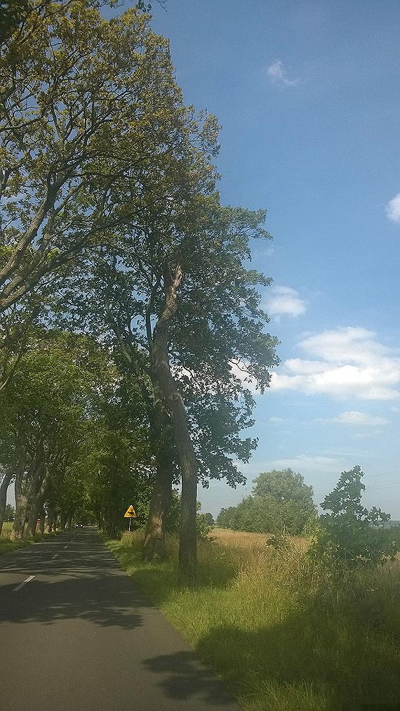 Plaga starych drzew przy drogach w powiecie kamieskim. Tym razem na drodze Wolin - Unin