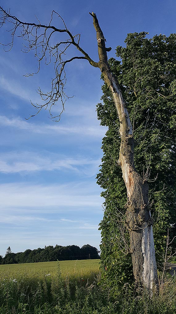 Suche drzewa nadal zmor powiatu kamieskiego. Tym razem Trzebieszewo - winiec