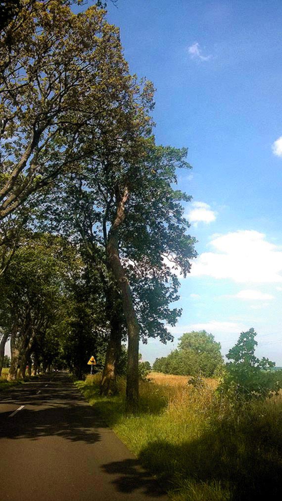 Ile jest suchych drzew na drodze Wolin - Unin 