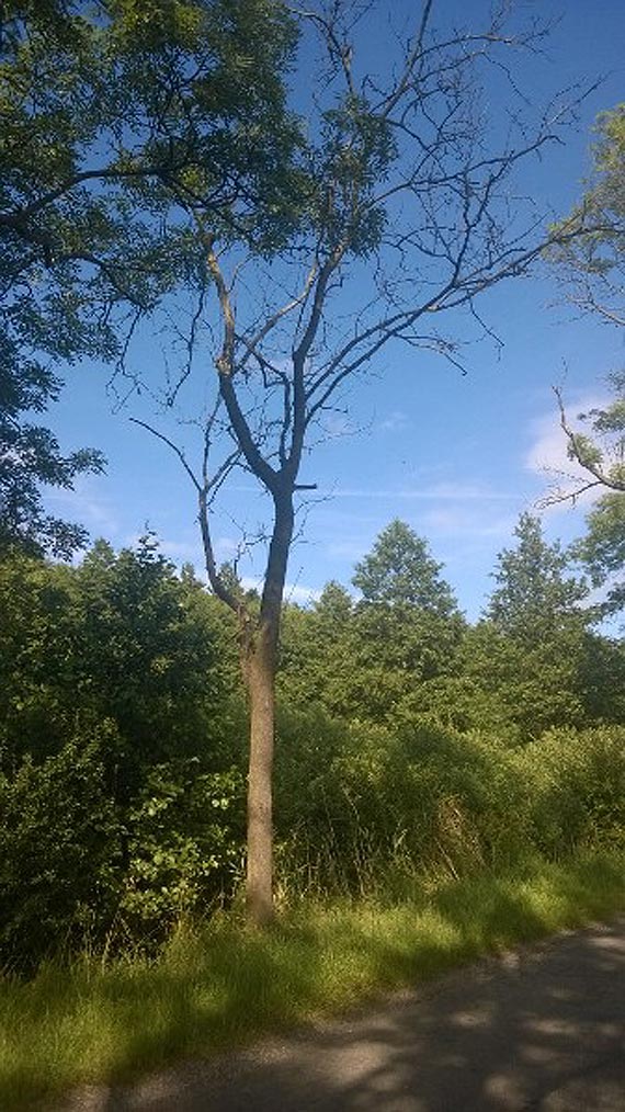 Kolejne stare drzewa na drodze Koczewo - Sierosaw. Czytelnik prosi o interwencj