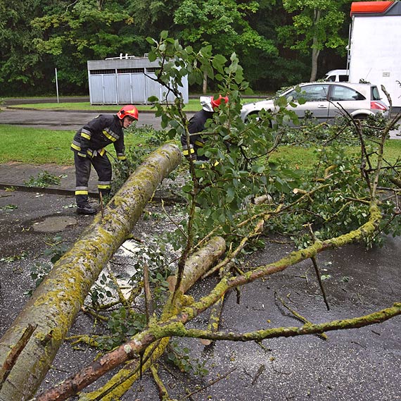 Wybrali się na wycieczkę rowerową, a na ich samochód spadło drzewo