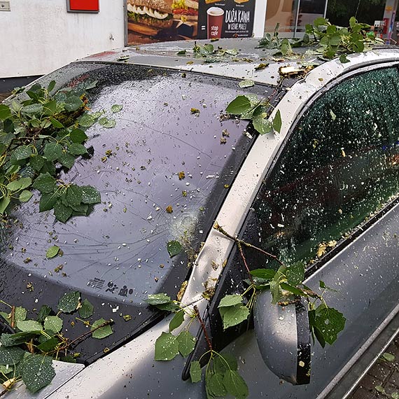 Wybrali się na wycieczkę rowerową, a na ich samochód spadło drzewo