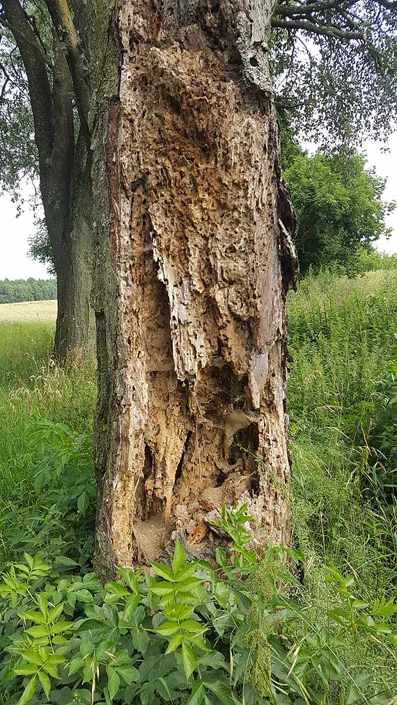 Spróchniałe drzewo przestanie czyhać na kierowców? Gmina Świerzno wzięła sprawy w swoje ręce