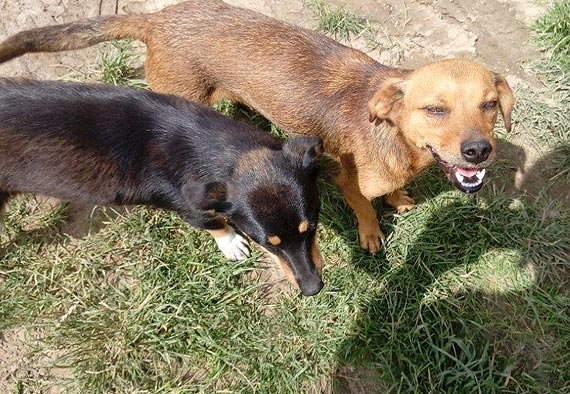 Poszukujemy waciciela pieskw, ktre zostay znalezione i zabrane z ruchliwej drogi 