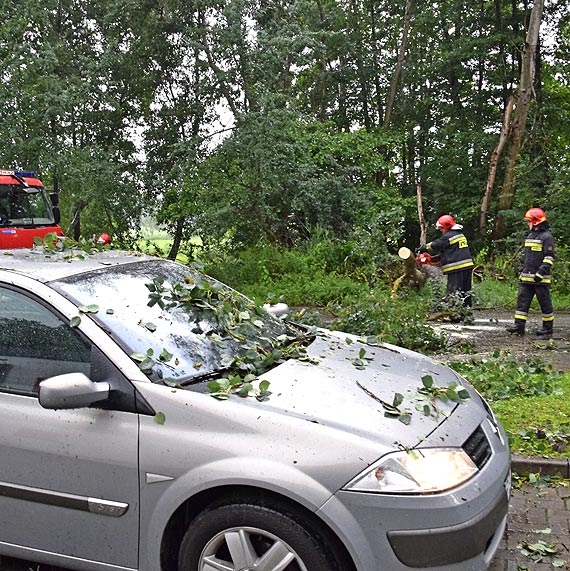 Jedno ju runo, pozostae mog upa w kadej chwili - Czytelnik o drzewach zagraajcych kierowcom i pieszym