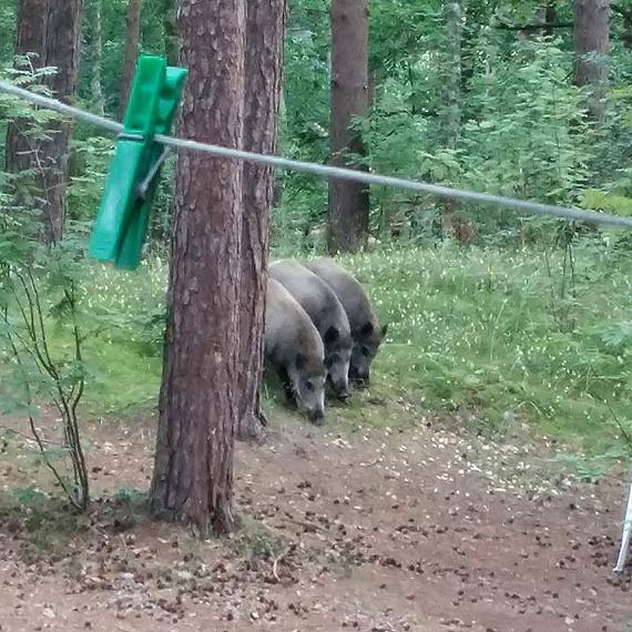 Dziki w Midzywodziu maj si cakiem dobrze