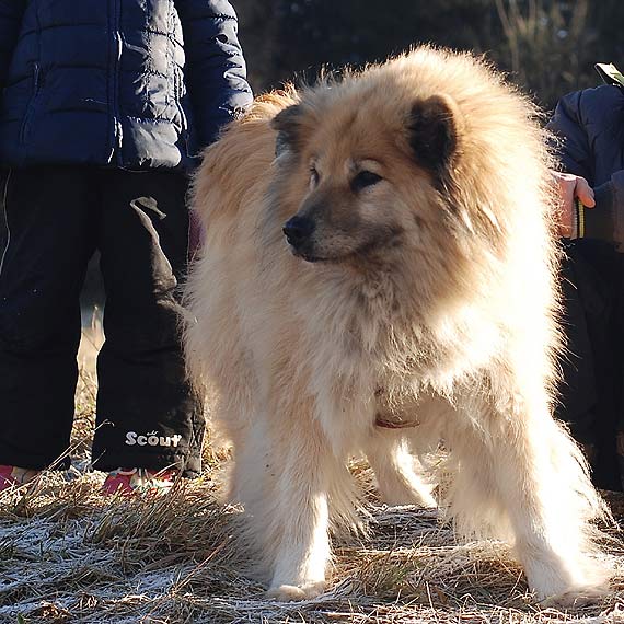 Kto widzia Ginger?  