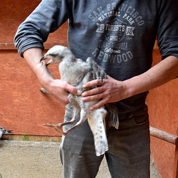 Mewy ze Świnoujścia znów na wolności