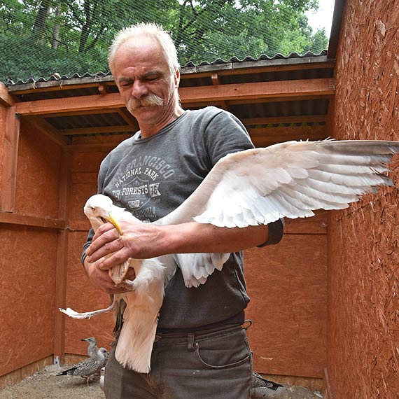 Mewy ze winoujcia znw na wolnoci