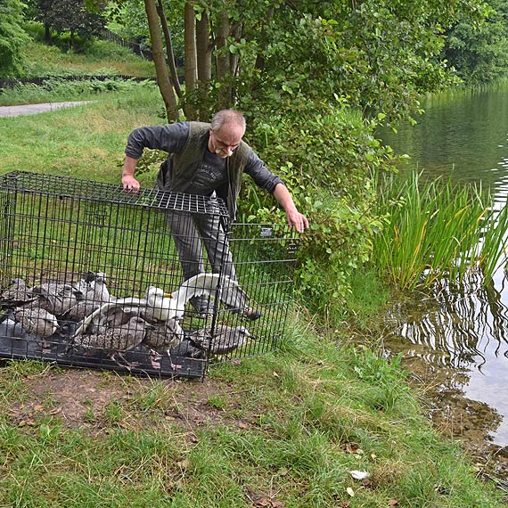 Mewy ze winoujcia znw na wolnoci