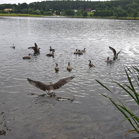 Mewy ze winoujcia znw na wolnoci