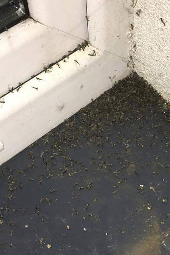 Plaga komarw w Dziwnowie! Mieszkacy rozkadaj rce