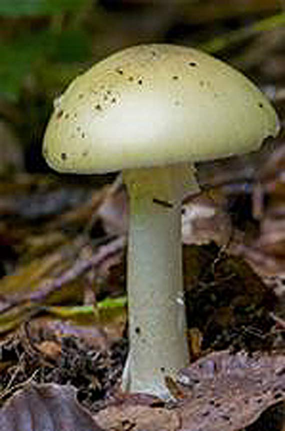 Grzybiarz myli si tylko raz