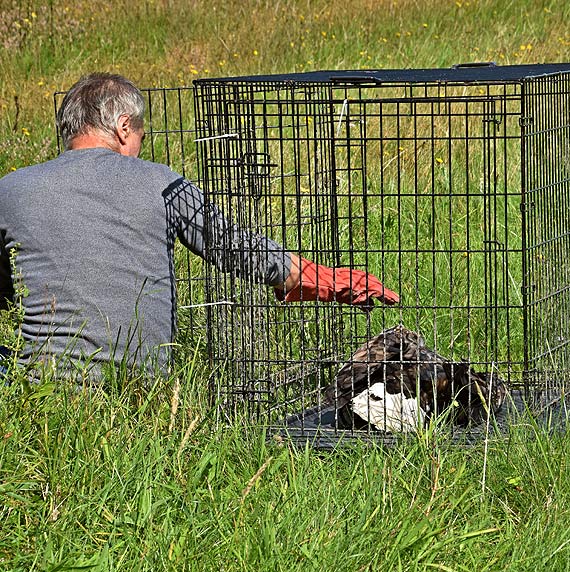 Myliwski patrol uratowa Bielika! Ptakowi jednak nie pieszyo si na wolno, po otwarciu klatki udawa, e nie yje! 