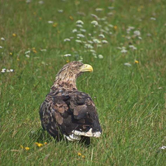 Myliwski patrol uratowa Bielika! Ptakowi jednak nie pieszyo si na wolno, po otwarciu klatki udawa, e nie yje! 
