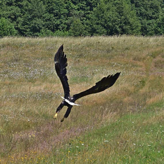 Myliwski patrol uratowa Bielika! Ptakowi jednak nie pieszyo si na wolno, po otwarciu klatki udawa, e nie yje! 