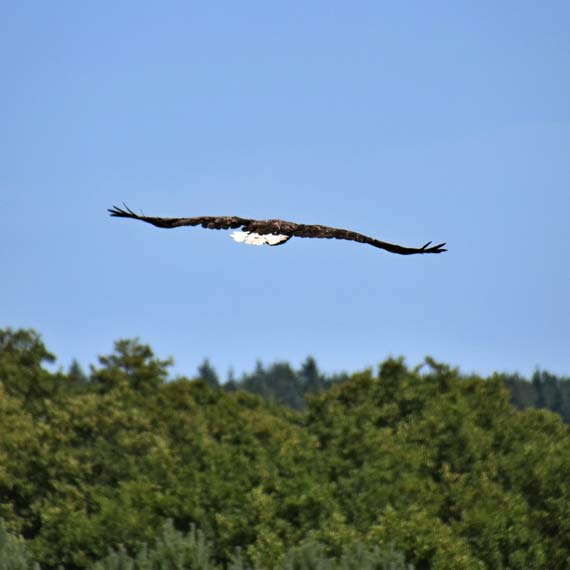 Myliwski patrol uratowa Bielika! Ptakowi jednak nie pieszyo si na wolno, po otwarciu klatki udawa, e nie yje! 