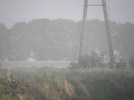 Czytelnik: „Spokj jest tylko jak nie maj maych kurczakw i nie pal"
