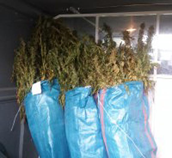 Zabezpieczyli 26 kg narkotyku i zlikwidowali nielegalna upraw� konopi