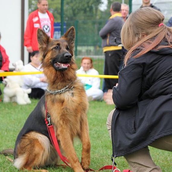 MOSIR zaprasza na psi festyn. Przed nami wybory psa roku 2017!