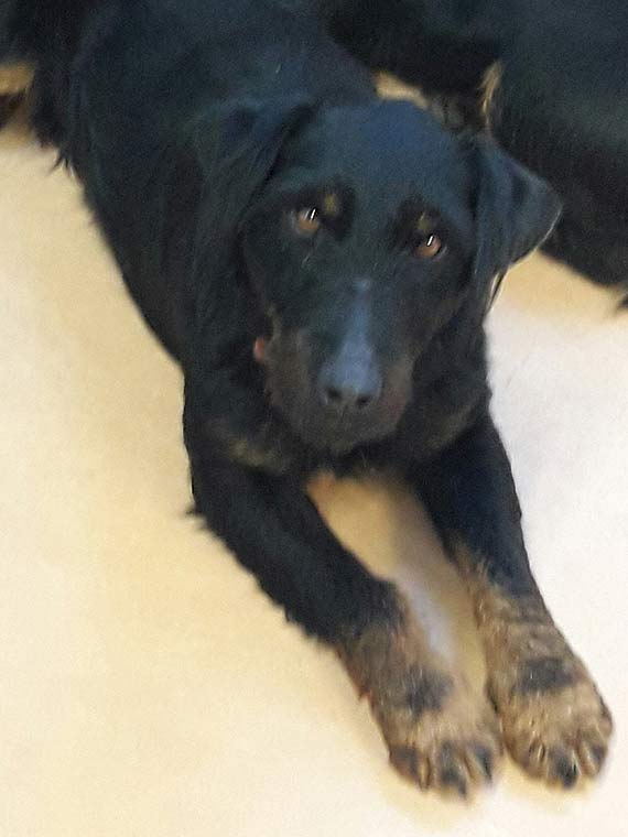 Borys gdzie znikn! Waciciele prosz o pomoc naszych Czytelnikw!