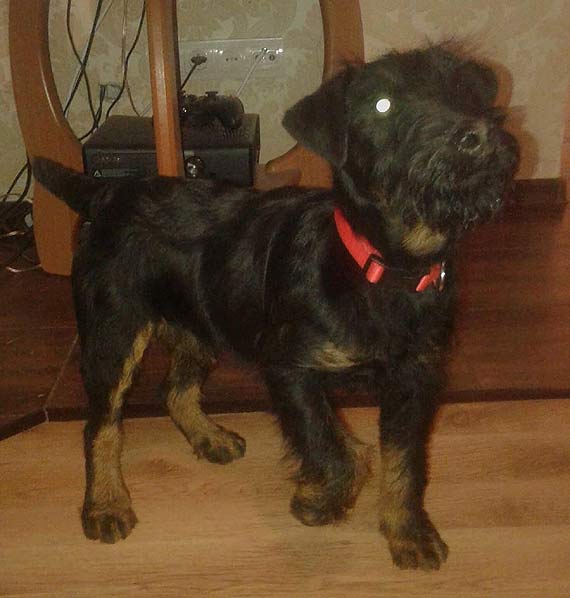 Borys gdzie znikn! Waciciele prosz o pomoc naszych Czytelnikw!