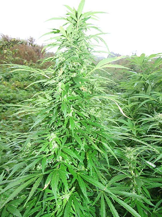 Trzy plantacje konopi indyjskiej zlikwidowane