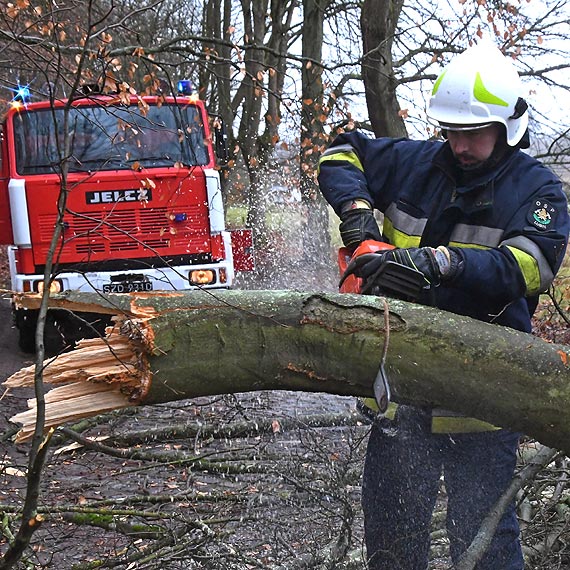Straacy usunli powalone drzewo. Takich drzew moe by wicej