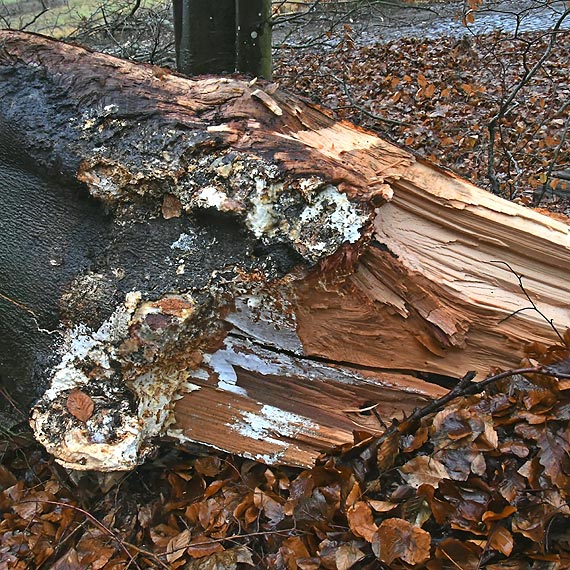 Straacy usunli powalone drzewo. Takich drzew moe by wicej