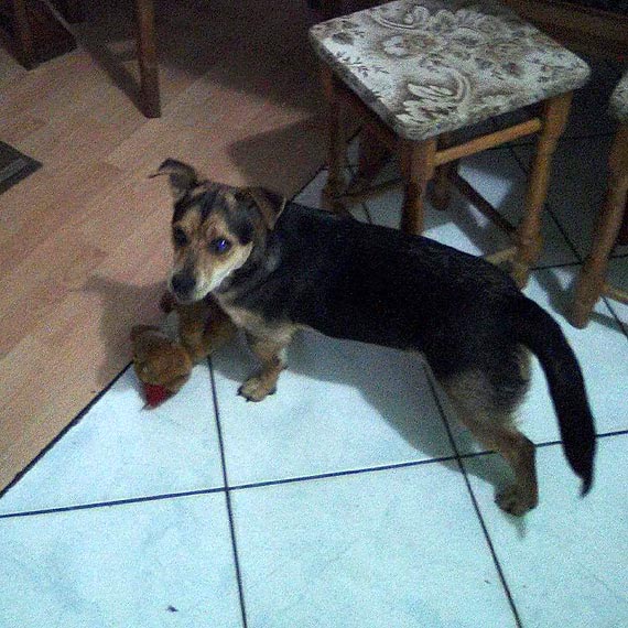 Pommy odnale tego psa