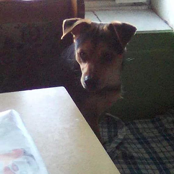 Pommy odnale tego psa