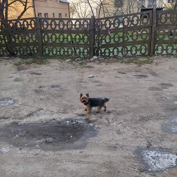 Czyj to pies? Bka si po Kamieniu Pomorskim