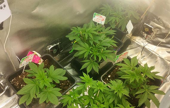 Zachodniopomorscy policjanci skuteczni w zwalczaniu przest�pczo�ci narkotykowej