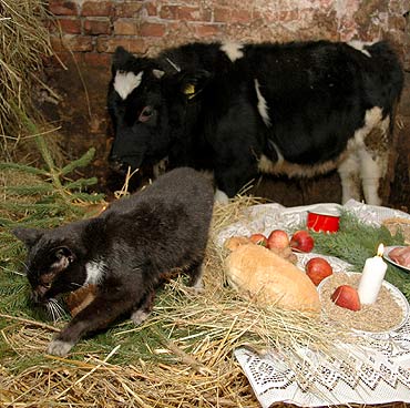 Ko� powiedzia�… smacznego! Kot Filemon tylko g�o�no popsioczy�. A krowa…
