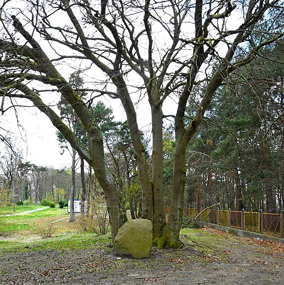 Wycinka drzew pod inwestycje na kocu promenady w Midzyzdrojach