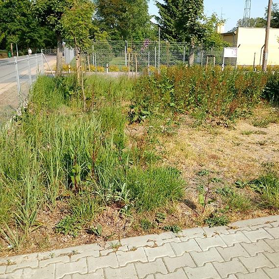 Gszcze wok osiedla Marynarki Wojennej w Dziwnowie