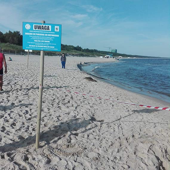 Foka - celebrytka wypoczywa na ciepym piasku. Nie naley jej niepokoi, bo moemy sono zapaci!