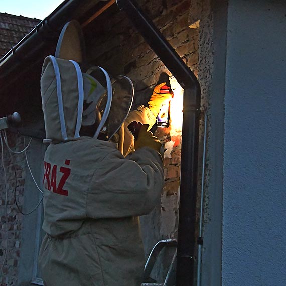 Od kwietnia trwaj upay. Osy i szerszenie s mocno rozdranione