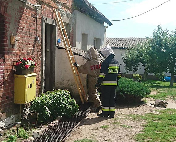 OSP w Świerznie usunęła gniazdo os