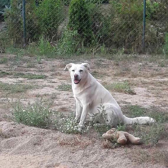 Zagin biay labrador Aleks 