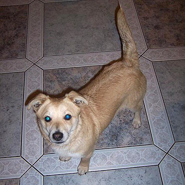 Przygarn�a pieska. Szukamy dla niego nowego domu 