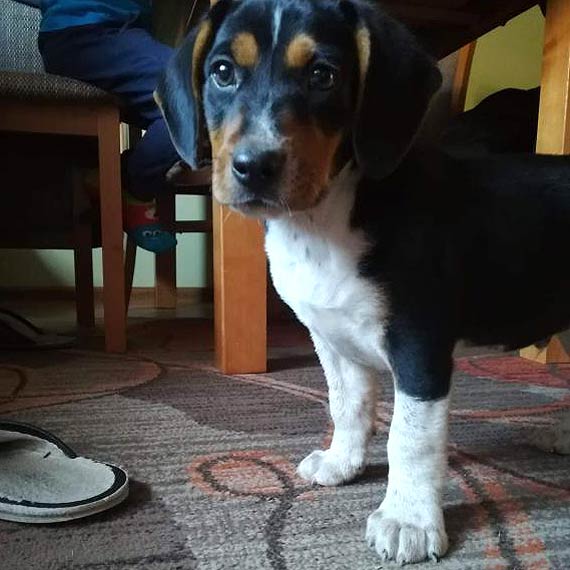Trjkolorowy kundelek szuka waciciela