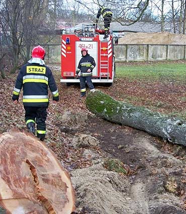 Region: Silny wiatr �amie drzewa