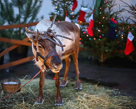 Jarmark Bo�onarodzeniowy na Zamku Ksi���t Pomorskich w Szczecinie ju� w ten weekend