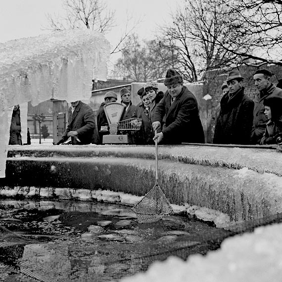 W ofercie wielu sieci handlowych nie b�dzie �ywych karpi