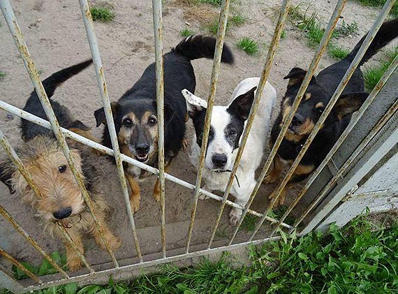Psy ze schroniska mogą dostać nowoczesne budy - organizatorzy akcji liczą na wsparcie ze strony Czytelników
